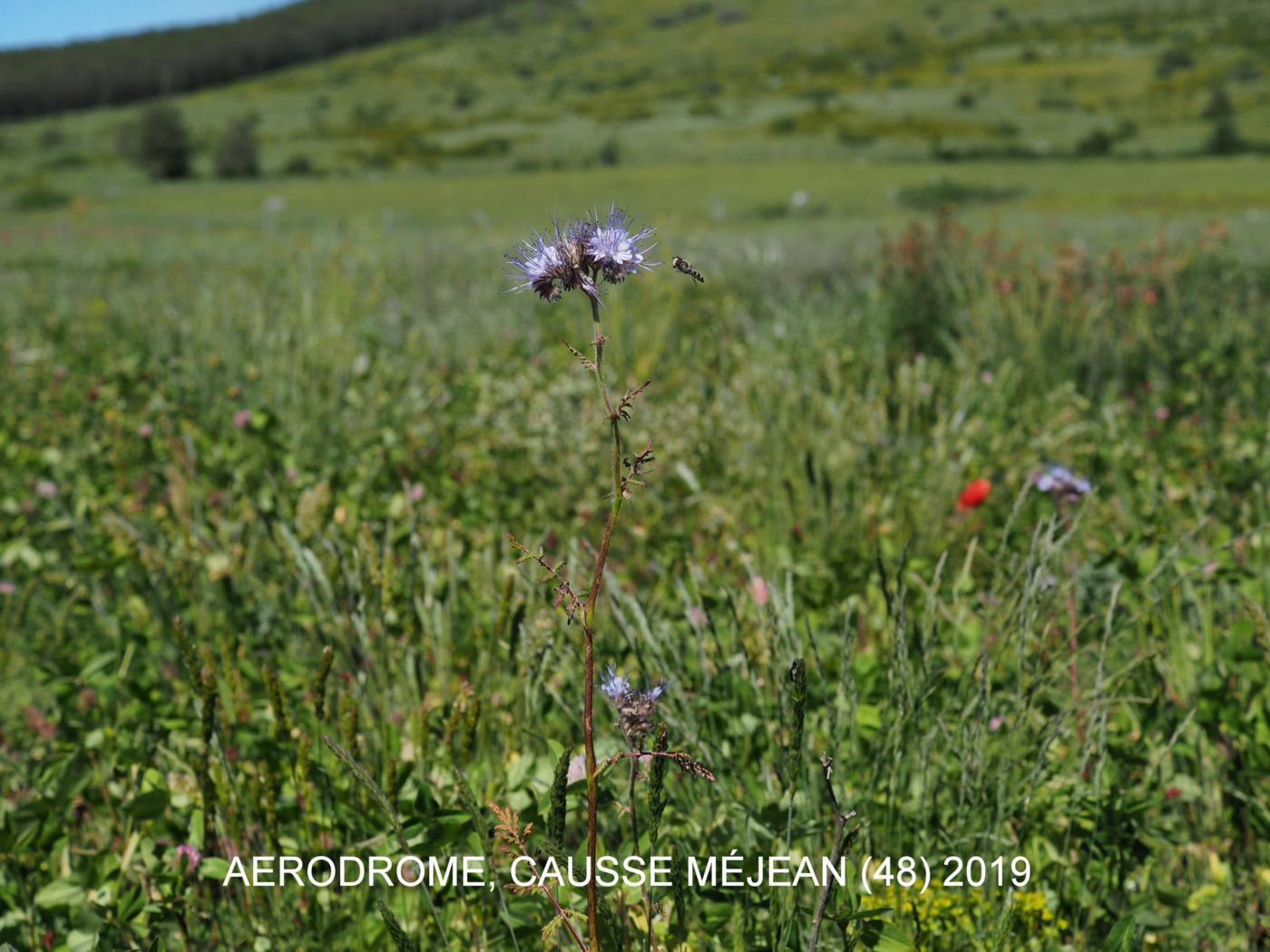 Phacelia plant